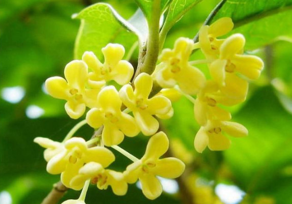 红枣|蒲公英，泡水喝，要躲开3个“坑”，懂得搭配，养生效果翻倍