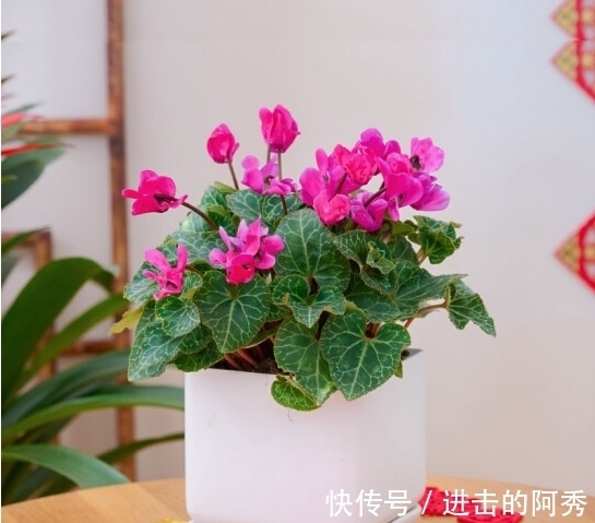 20种“坑人花”,真的很难养,没有三五年的养花经验,别入坑