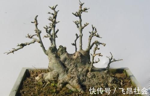 材料|树桩盆景成活以后，树桩材料如何加快苍老速度？有哪些操作要领？