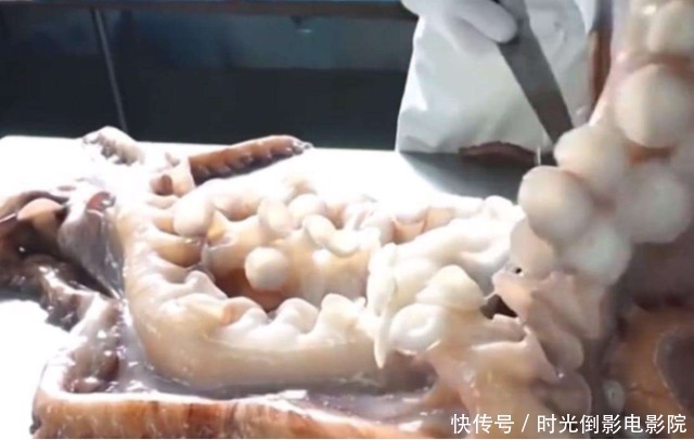 日本厨师料理“巨型”八爪鱼,刀工精湛没得说了,心疼八爪鱼一秒