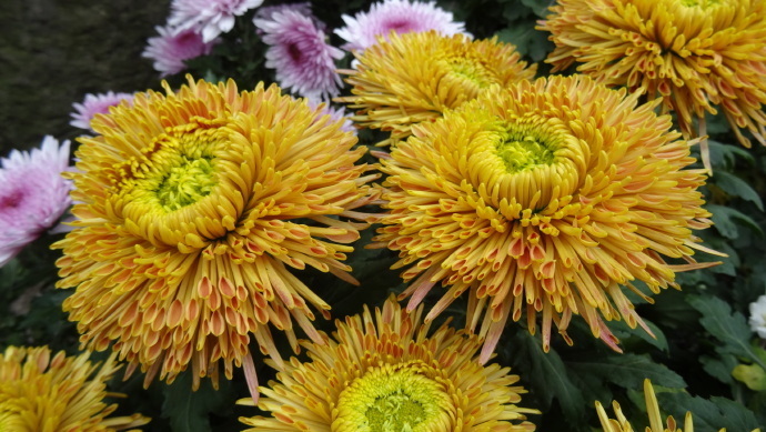 喜欢菊花，不如养盆“珍品名菊”蜡菊，花型大气，素雅耐看！