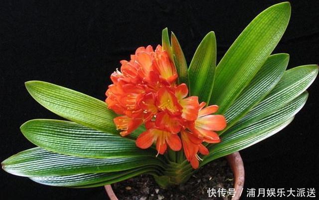 小窍门|养护君子兰，学会“3个”浇水“小窍门”，满盆长满“大白根”