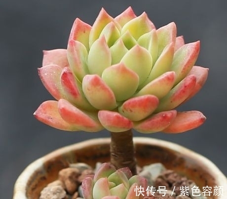 养不好多肉应该是踩了这6坑，怪不得肉肉不是养残就是黑腐烂根