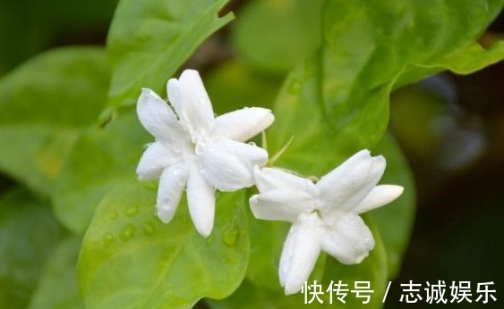 植株|最好养的室内盆栽茉莉花,只要5步,枝繁叶茂,一年开花6个月