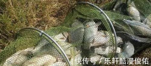 江苏盐城出现天然“鲈鱼黑坑”,最大的二三十斤,网友适当索取