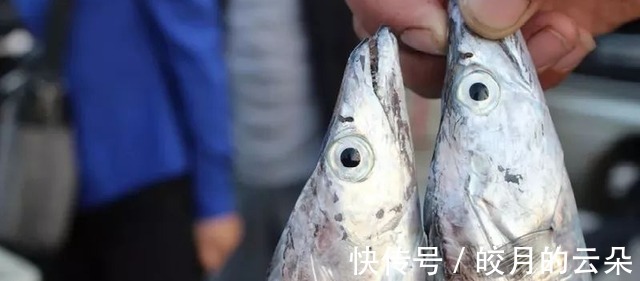 段儿|买带鱼,牢记“4买4不买”,条条肉嫩饱满,鱼腥味儿小,好吃新鲜!