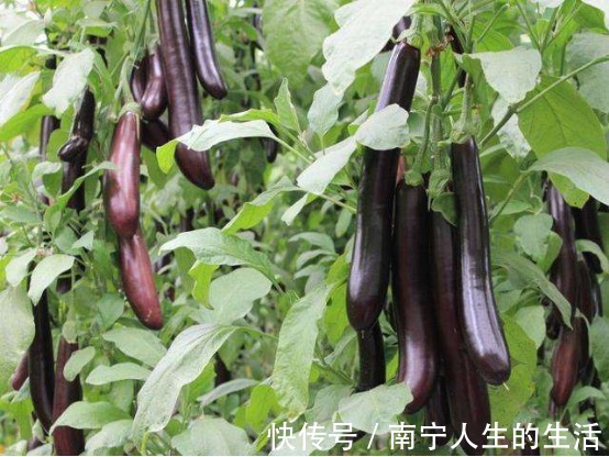 茄子|茄子是普通家常菜,对人体起到重要作用,但食用禁忌大家要了解