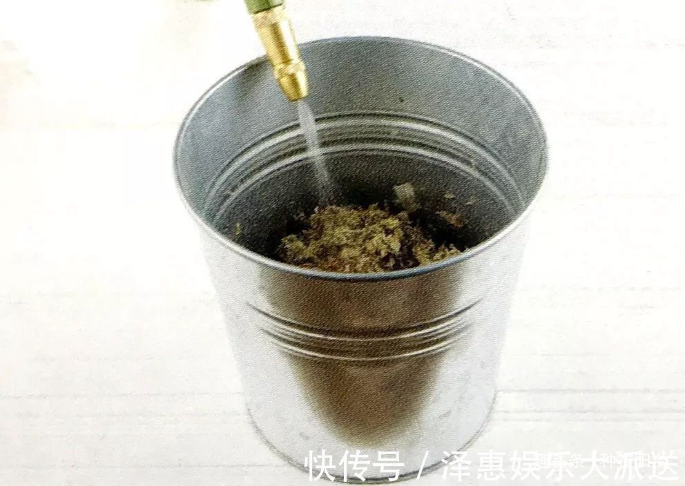 台友们|她用废弃的蛋壳“孵出”美丽的多肉植物，实在太迷你可爱了！