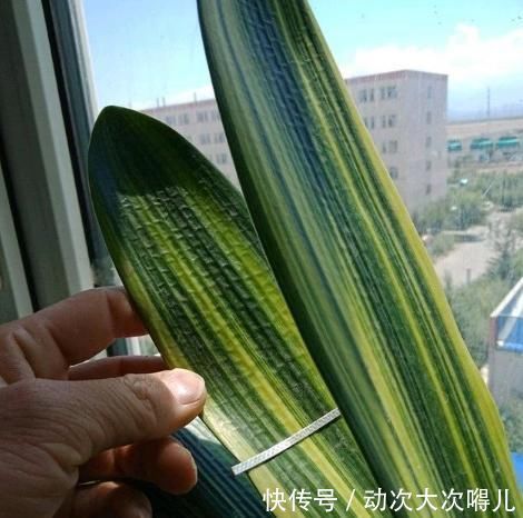 肉质根|做好“2件事”,君子兰根肥,新叶多,年年开“爆盆”