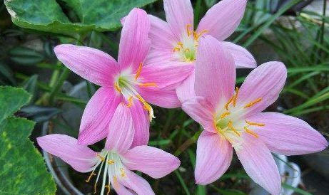 此花卉漂亮,美如莲花,花期长花量大,最好养,懒人新手盆栽佳品