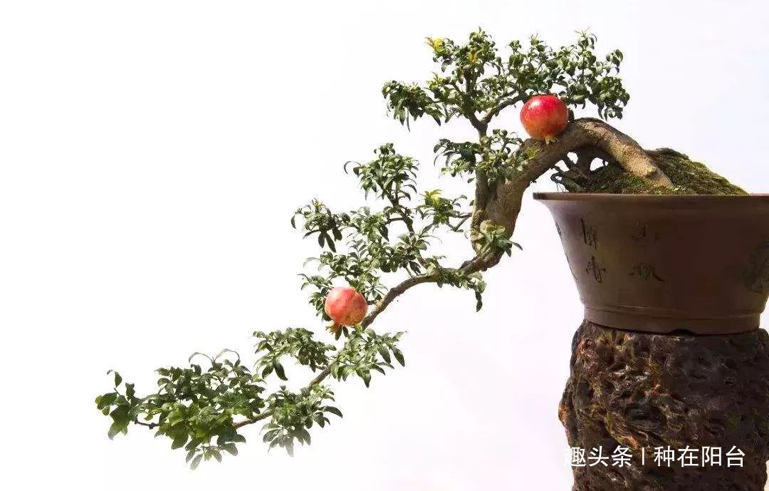 你家盆景石榴不开花、不结果别急，一把剪刀就能解决！