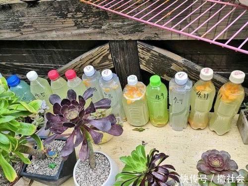 如果你有5个“坏习惯”,恭喜你,是养花高手!