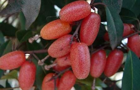 维生素女性不想子宫早衰,晚上当零食吃几个,保养卵巢,更显年轻