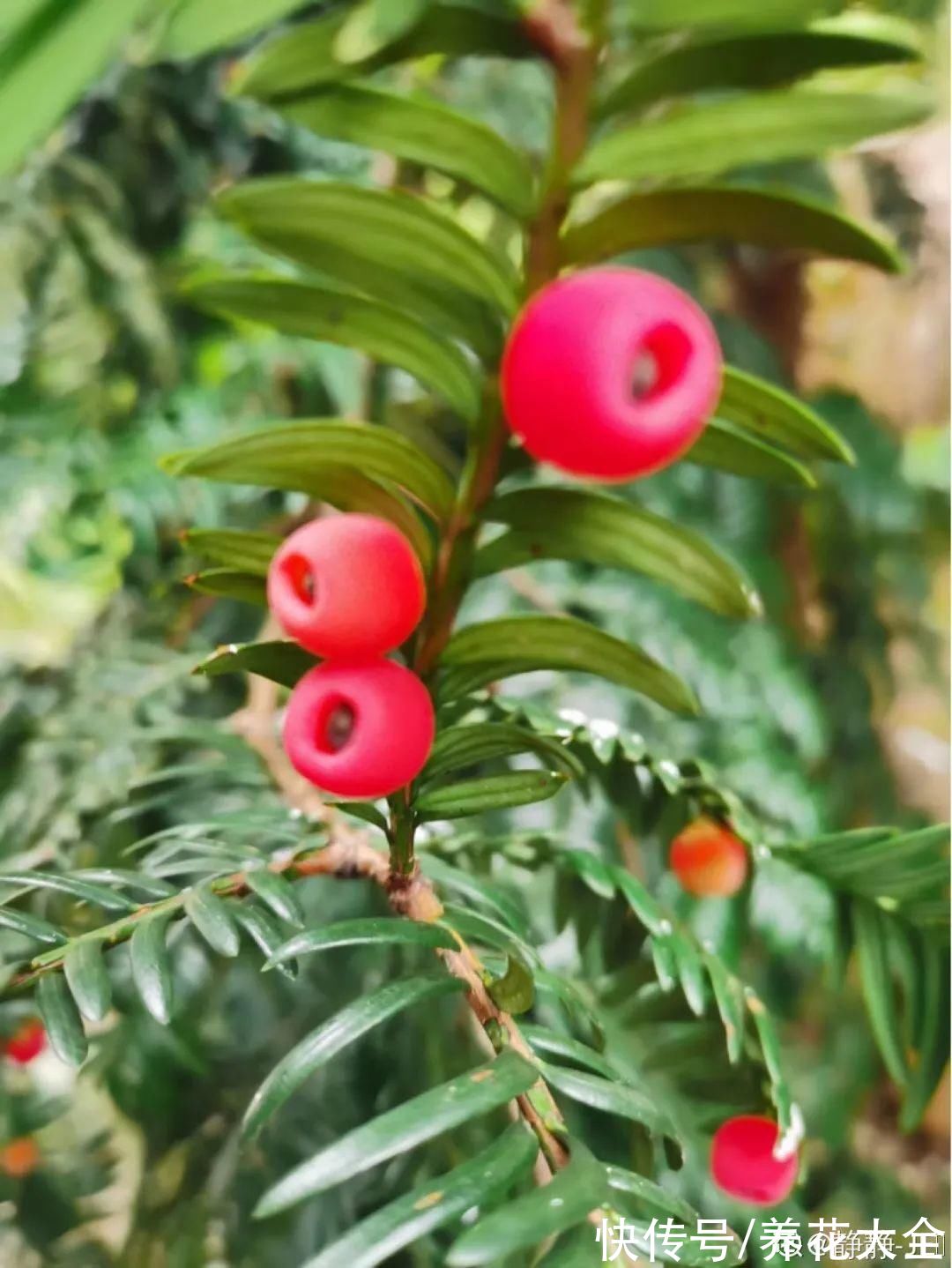 鹤望兰|腊月买花，8种花白送都别要，养不活，还惹一肚子气