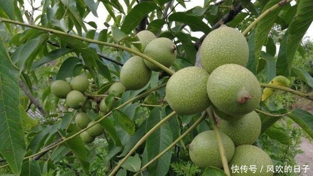 农村这种果子很贵,小孩多吃好,它的树干更珍贵,堪称“木王”!