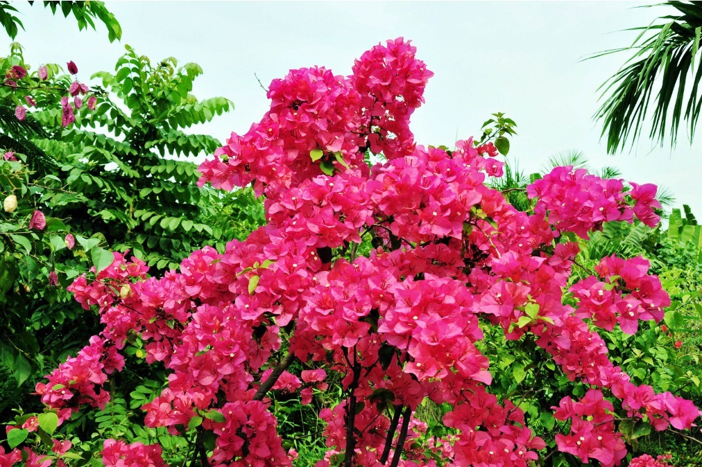 三角梅换土换盆时修根很重要,注意三点,植株更健康,爆盆很简单