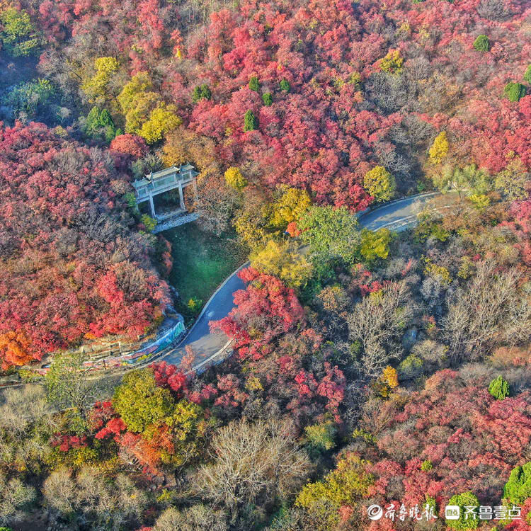 齐鲁壹点|层林尽染满山秋！壹点情报员带你俯瞰济南红叶谷，赏金秋醉美时刻