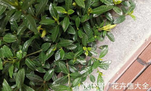 栀子花掉花苞,上盆后不发新叶,嫩叶出问题是怎么回事,怎么救