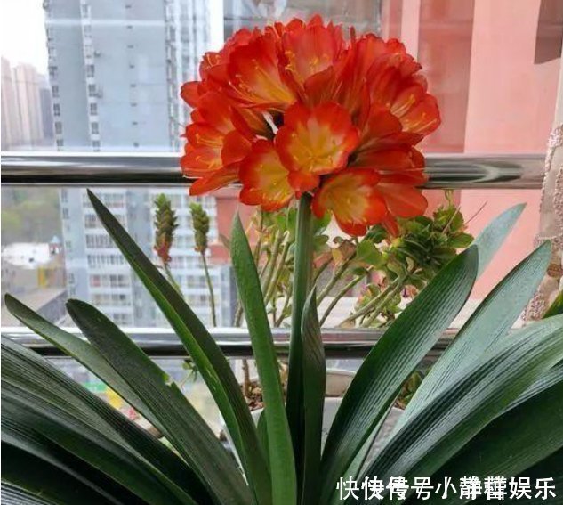 家里最适合养这3种花，净化空气，养在客厅上档次，漂亮又实用