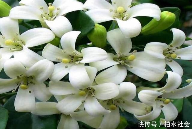 不少花友|被称醋坛子的3种花,浇水时加点醋,花苞不断冒