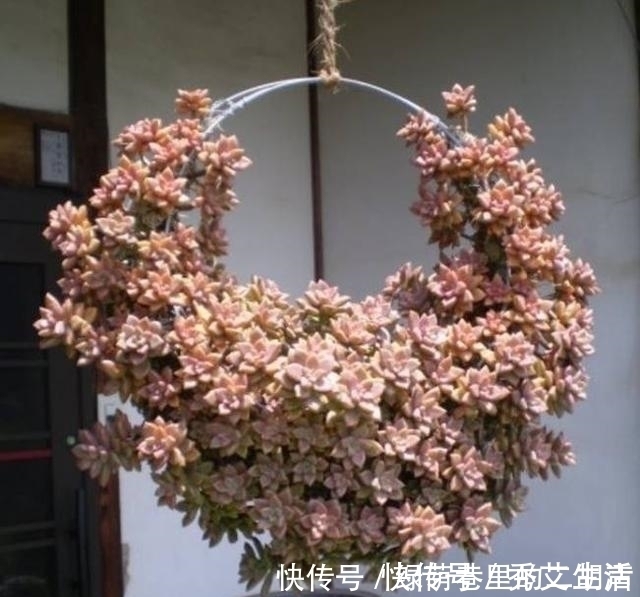 王大妈把这3种多肉吊起来养，瞬间被圈粉，美炸了