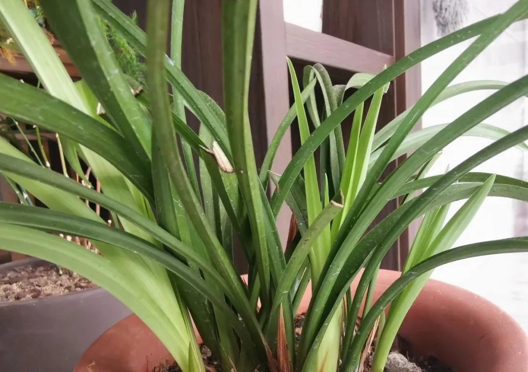 老苗|如何把春兰叶片养矮壮?磷酸二氢钾的另类用法,兰友们可以试试
