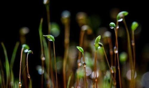 深刻|陶渊明特唯美的诗,寥寥数语,把一年四季描写极为深刻,堪称经典