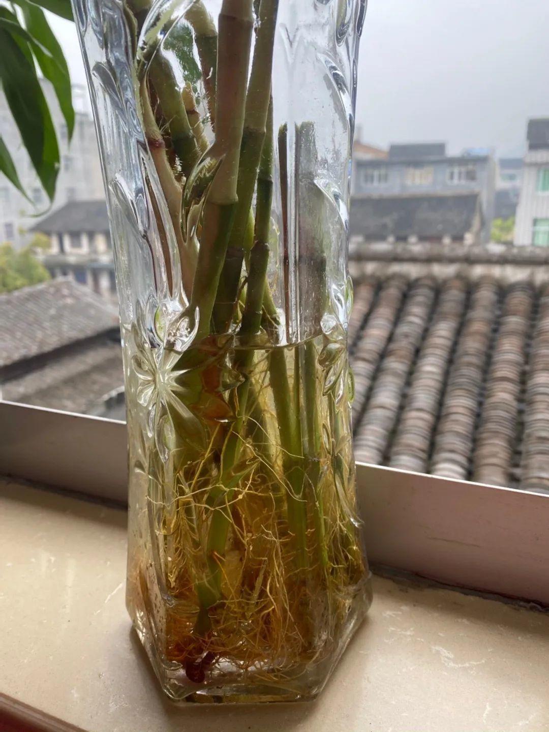 花盆里埋一捆电线,竟然再也不黄叶,花还蹭蹭开爆!