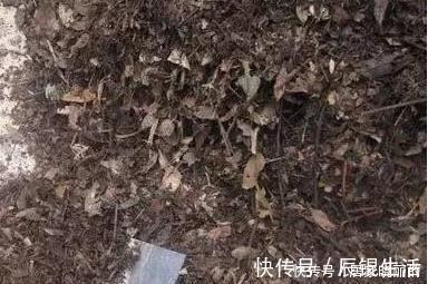 君子兰用这个土来养,根系肥壮,叶子又厚又亮,花开的越来越多