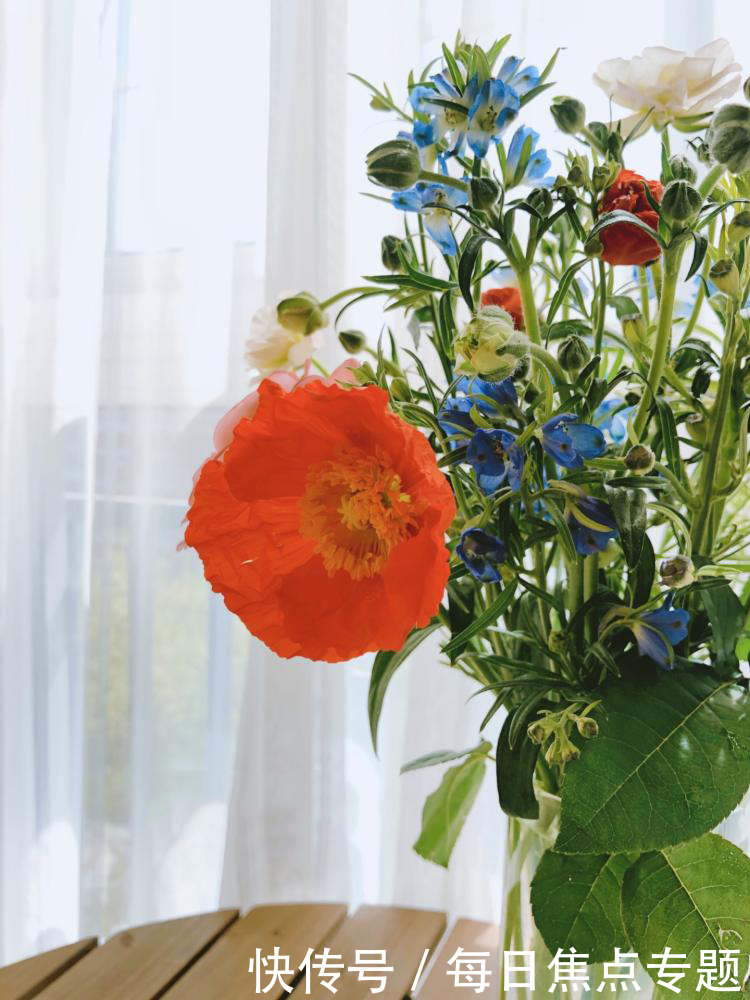 故事|花加:妖娆妩媚的虞美人有哪些花语和传说故事