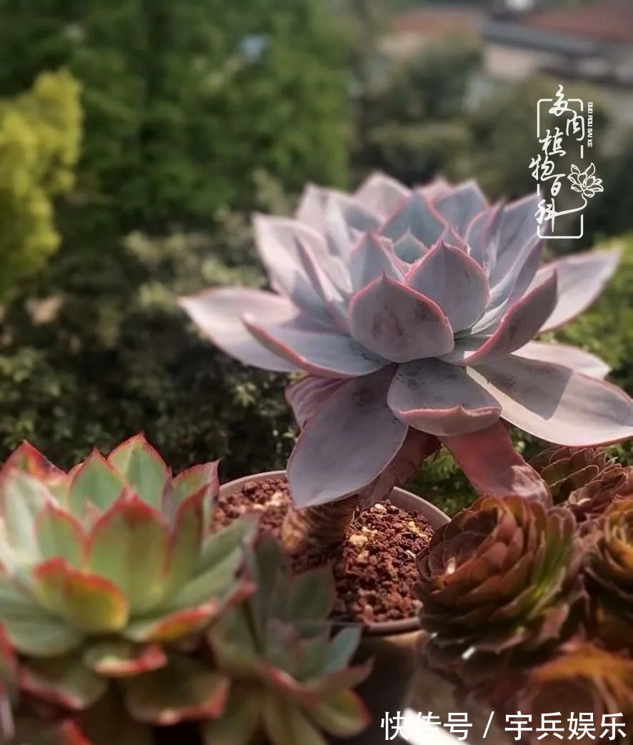 多肉植物|养多肉三年多九万里悟道，终归诗酒田园！