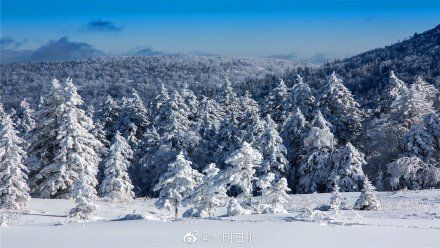 凤凰山景区|雪深超一米！黑龙江凤凰山景区白雪压枝