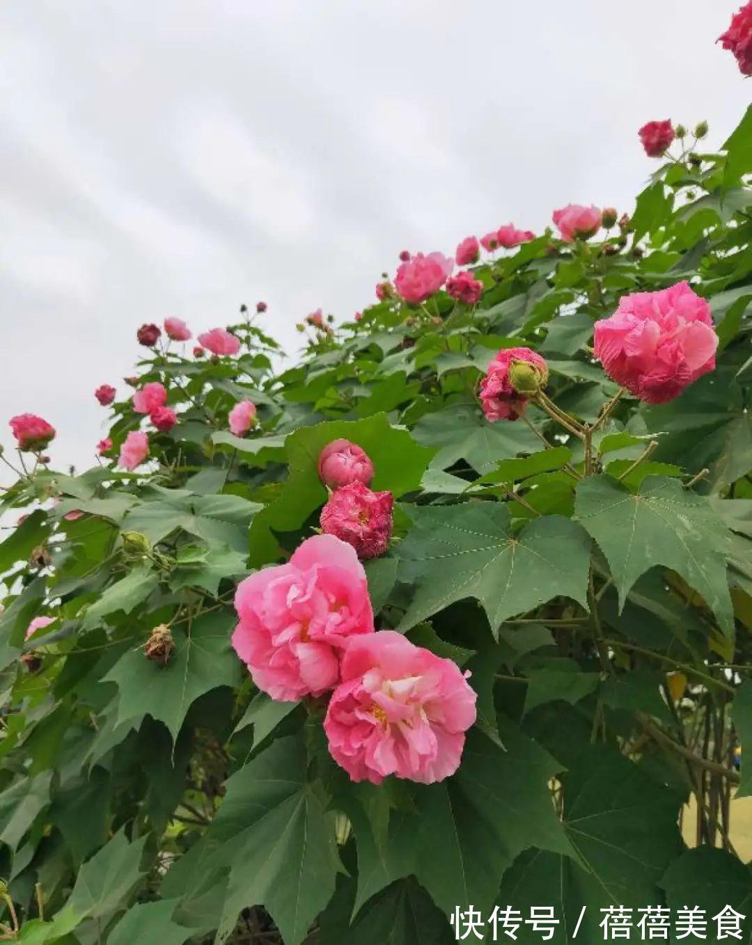 命中花|你几月出生，最旺你的“命中花”就是它，真准