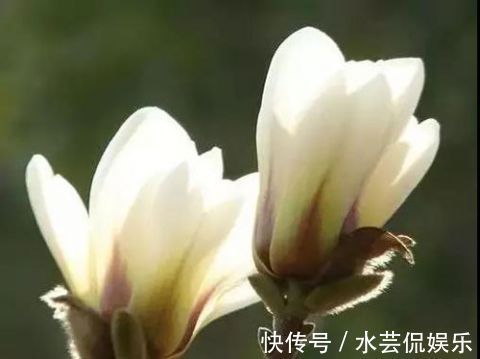 香水|卧室里养上“白兰花”，身上自带花香味，再也不用买香水了！