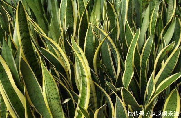 适合家中老人养的3种花,好打理,成活率高,关键能净化空气