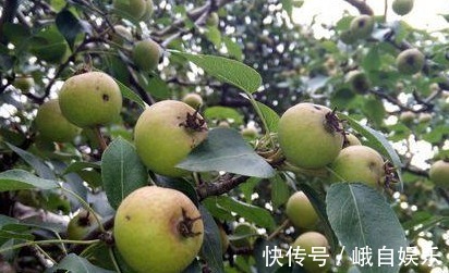 清热排毒|想长寿要会吃，平时常吃3种食物，清热排毒，疏通血管，滋补身体