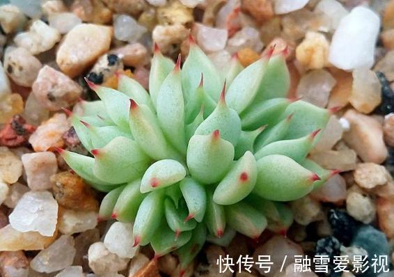 扦插多肉:怎么让枝叶早点生根发芽?这里就有4个方法