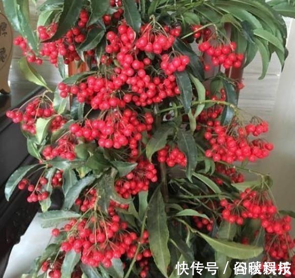 盆栽|家里摆上10种花,越来越兴旺、发达,个个都是“吉祥”花