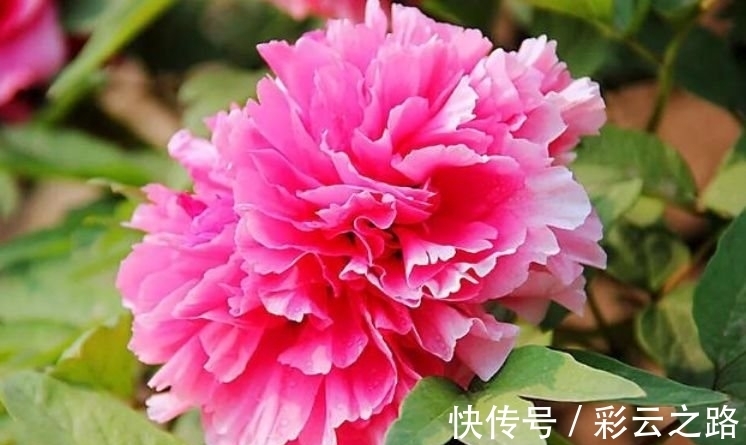 最适合新手养的4种花,沾土就能活,开花就爆盆,谁养谁喜欢