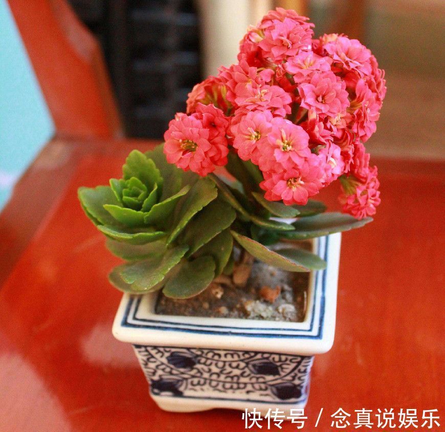 花色|丹麦盆栽花卉之冠圣诞伽蓝菜长寿花色丰富，理想的室内花卉