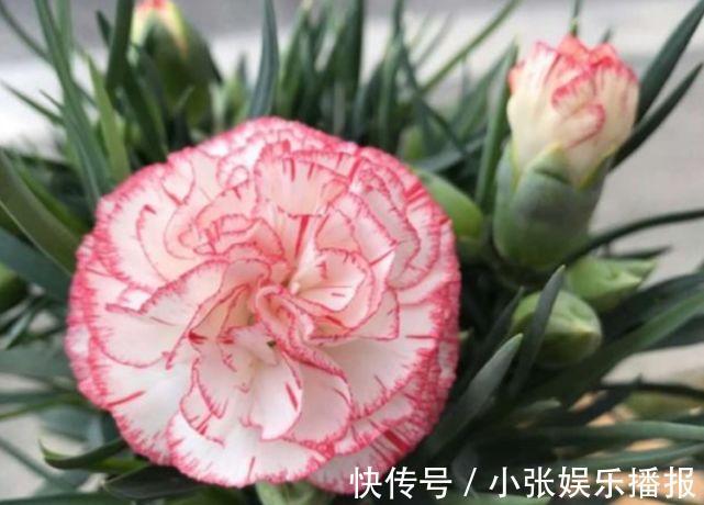 开花最香的4种花,家里养一盆,开花又大又艳,比牡丹美