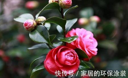 花中娇客|养花试试这几款,花朵形似一个个金色的小宝塔,漂亮又好养