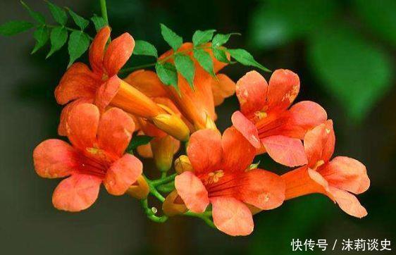 家养几款花卉,不用费心,就能长的特别好,颜值超高超美的