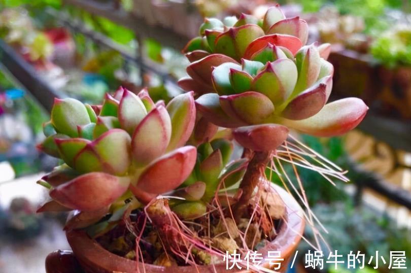 生根|多肉叶片状态不好、徒长、萌发气生根，该怎么解决？
