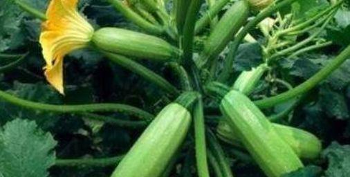 女性想要身体好,常吃的食物,排出毒素,补益