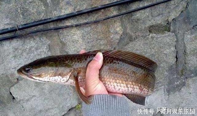 黑鱼是“孝鱼”？关于黑鱼，你需要了解的一些事实！