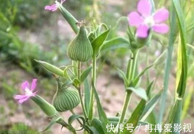 杂草|农村一种野草，叫“麦瓶草”，农村人当杂草，殊不知是名贵中草药