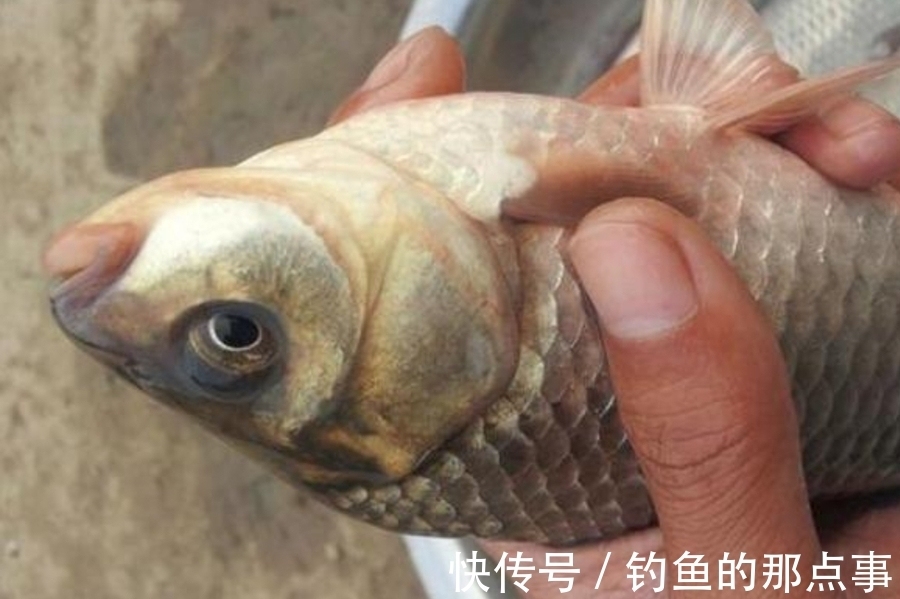 蚯蚓|钓点有鱼,却总是不咬钩!庆幸我换用了这3招,接连中鱼忙不停