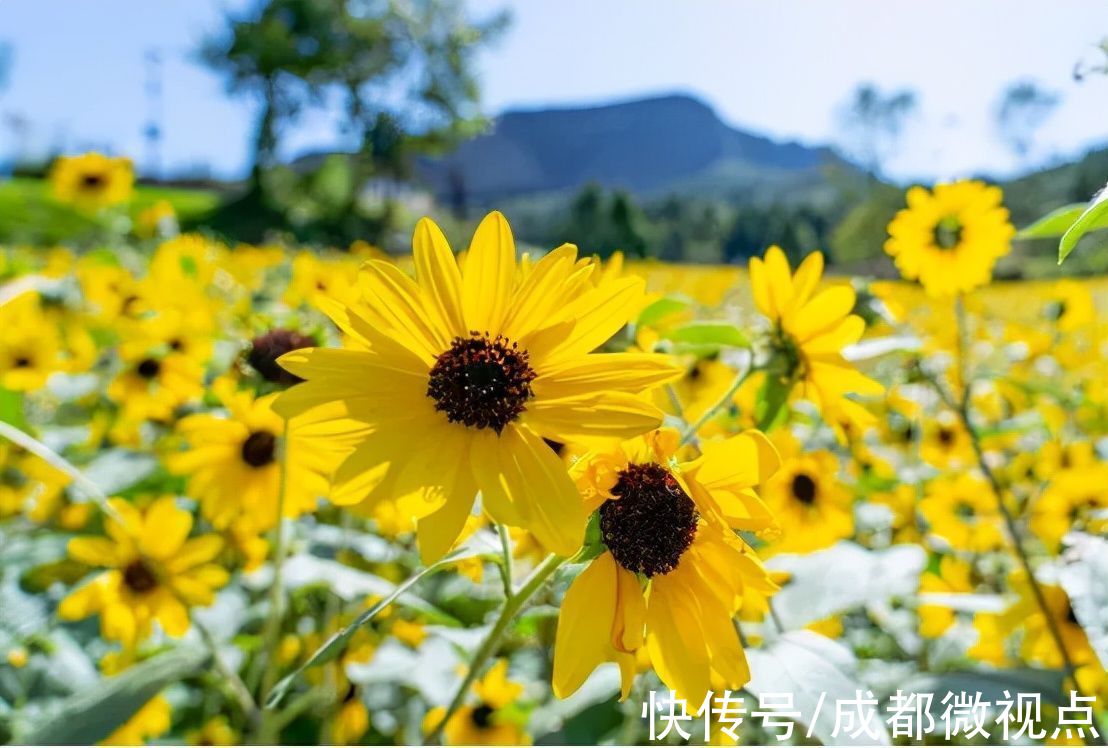 小姐姐|向日葵、汉服秀、露营......剑门关景区和双旗美村又叒火了