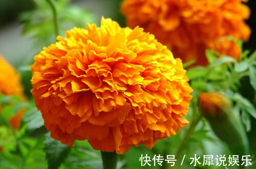 天竺葵|3种“懒人花”,30天不管,反而花开“爆盆”,浇水勤快却危险